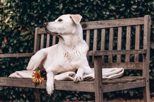 IMG_1114 Kopie Labrador auf einer Bank