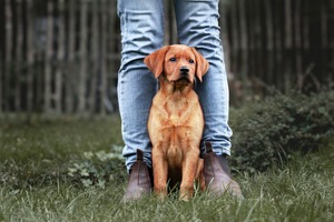 IMG_1315 Kopie Labradorwelpe