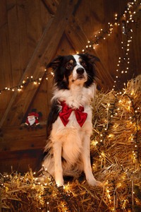 IMG_1594 Kopie Weihnachtsbild vom Hund