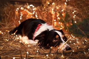 IMG_1599 Kopie Weihnachtsbild vom Hund