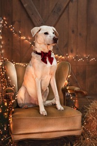 IMG_1679 Kopie Weihnachtsbild vom Hund