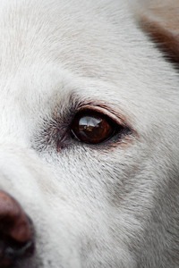 IMG_1868-3 Kopie Nahaufnahme vom Hundeauge