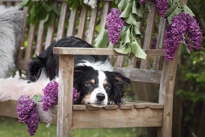 IMG_2219 Kopie Border Collie auf einer Bank