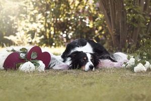 IMG_2529 Kopie Border Collie im Garten