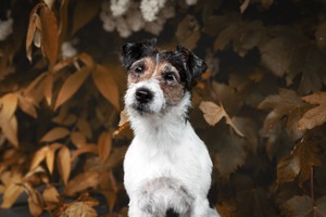 IMG_2647 Kopie Parson Terrier