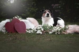 IMG_2663 Kopie Parson Terrier im Garten