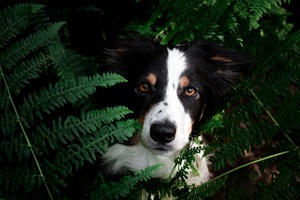 IMG_2742 Kopie Border Collie im Farn