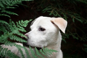 IMG_2777 Kopie Labrador im Wald