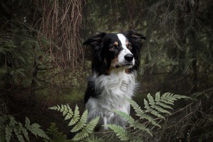 IMG_2790 Kopie Border Collie im Wald