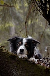 IMG_2953 Kopie Border Collie liegt auf einem Baum