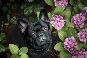 IMG_2993 Kopie Französische Bulldogge in Hortensien
