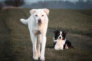 IMG_3468 Kopie 2 Zwei Hunde am Feld