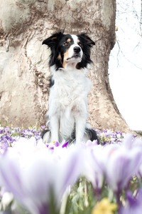 IMG_3626 Kopie Border Collie auf einer Krokuswiese