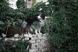 IMG_3999 Kopie Border Collie am Lost Place