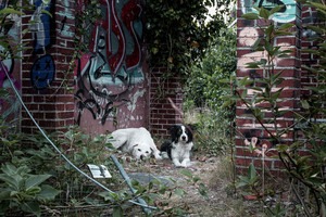IMG_4148 Kopie Zwei Hunde am Lost Place