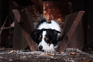 IMG_4473 Kopie Border Collie am Lost Place