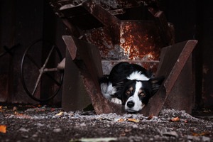 IMG_4488 Kopie Border Collie am Lost Place