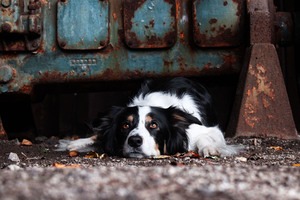 IMG_4512 Kopie Border Collie am Lost Place