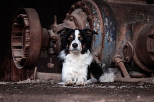 IMG_4707 Kopie Border Collie am Lost Place