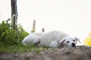 IMG_5482 Kopie Labrador auf einem Weg