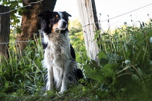 IMG_5546 Kopie Border Collie am Weidezaun