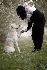 IMG_9570 Kopie Hund gibt Menschen Pfote